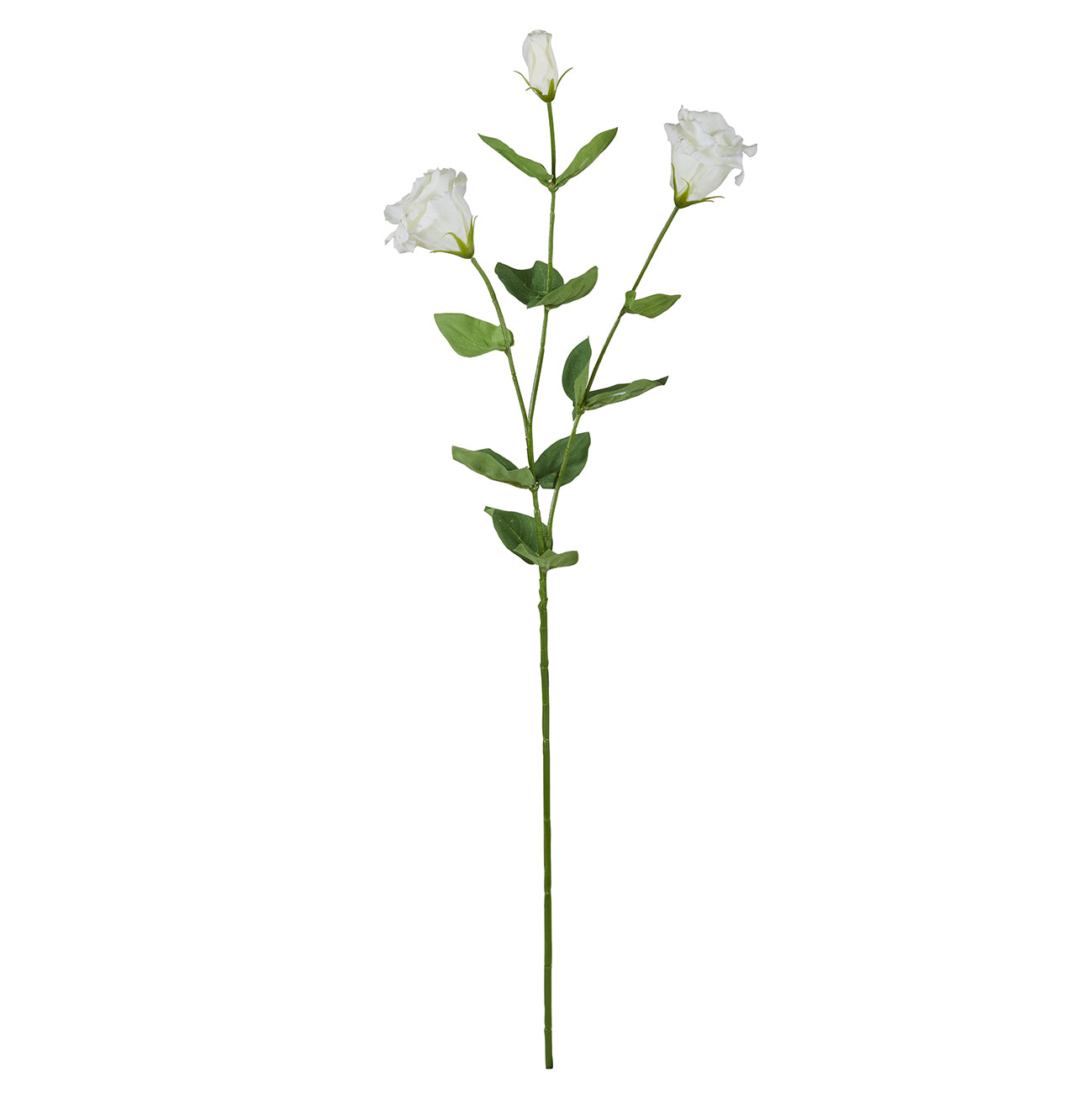 Lisianthus Stem White