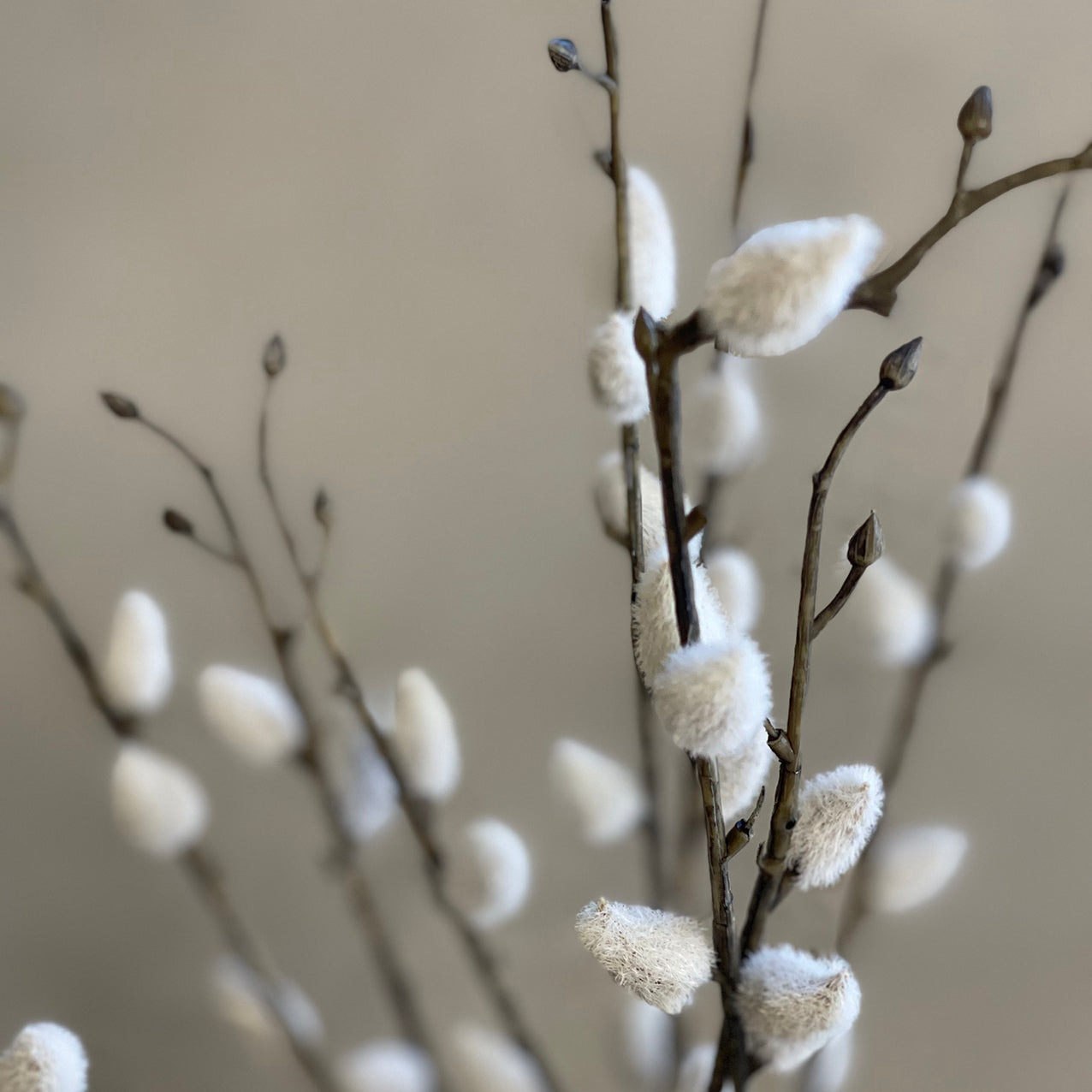 Pussy Willow Bundle
