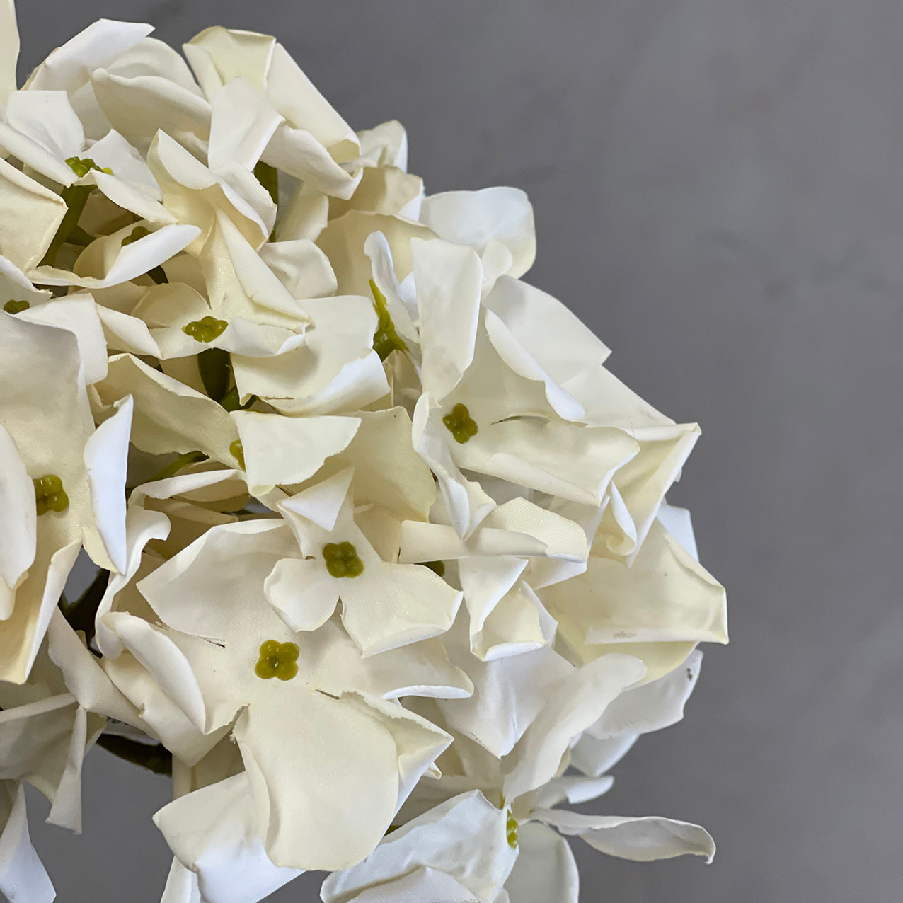 Grandiflora Hydrangea Cream