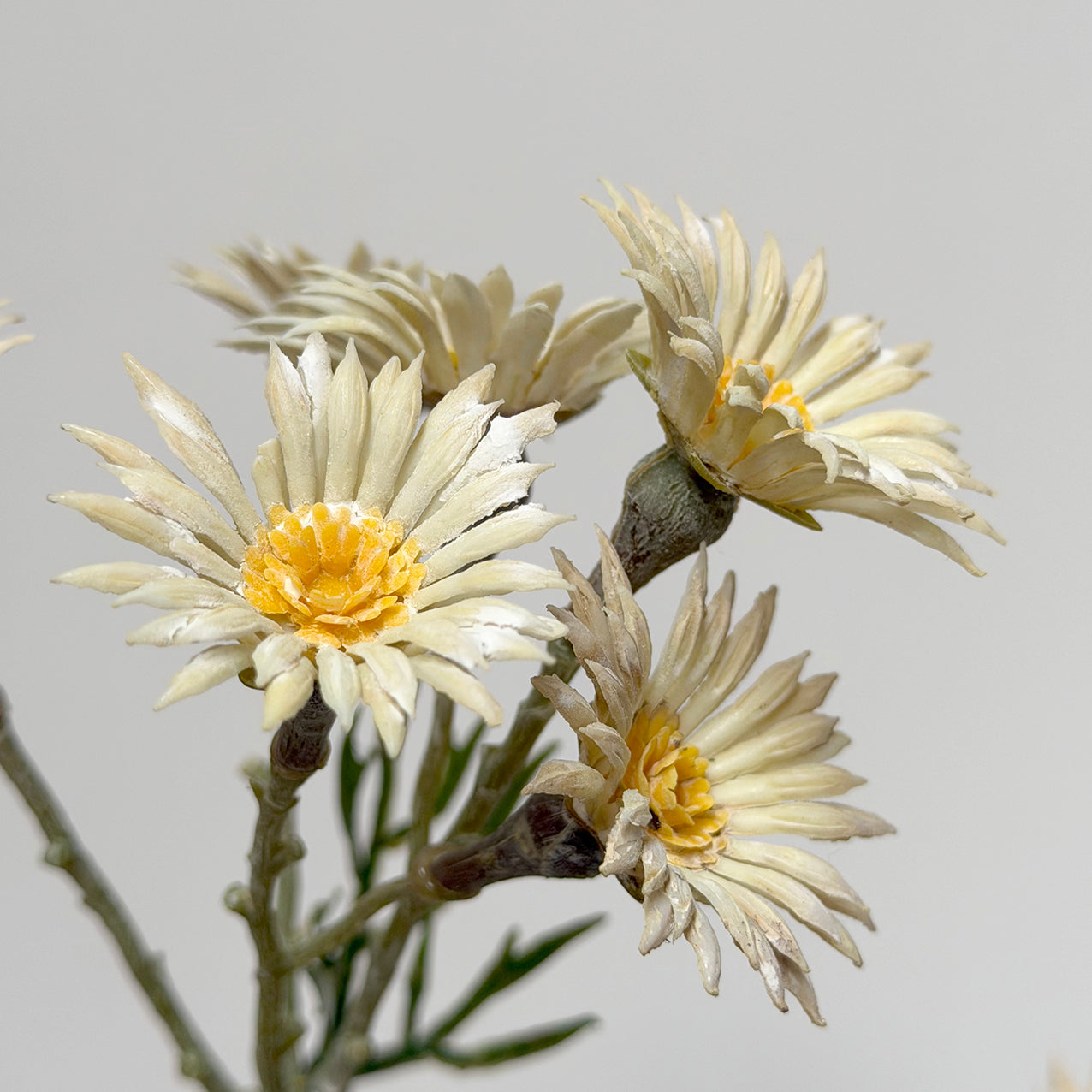 Daisy Spray Cream 89cm