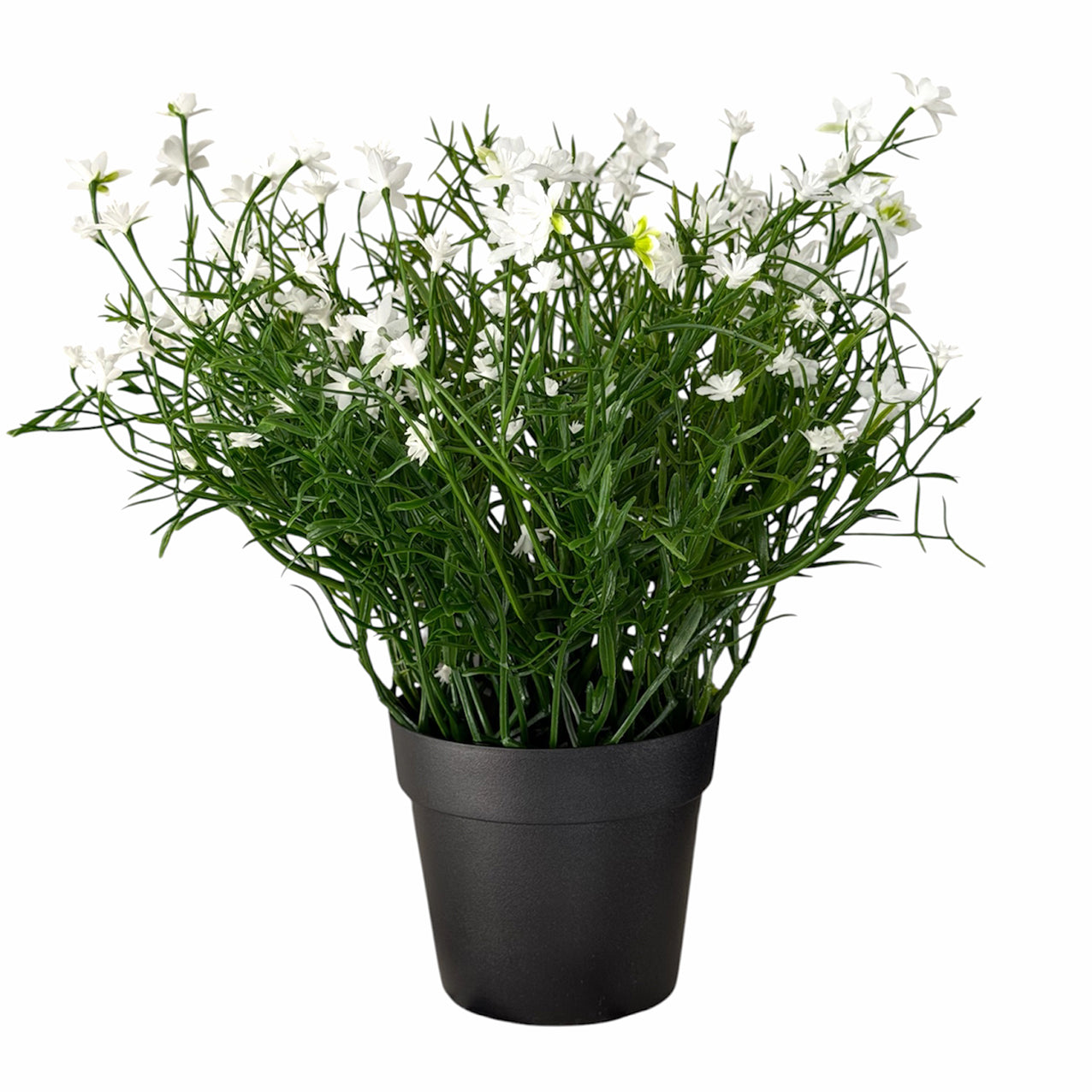 Babies Breath Bush Potted