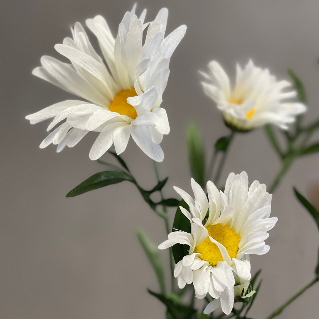 Shasta Daisy Spray White