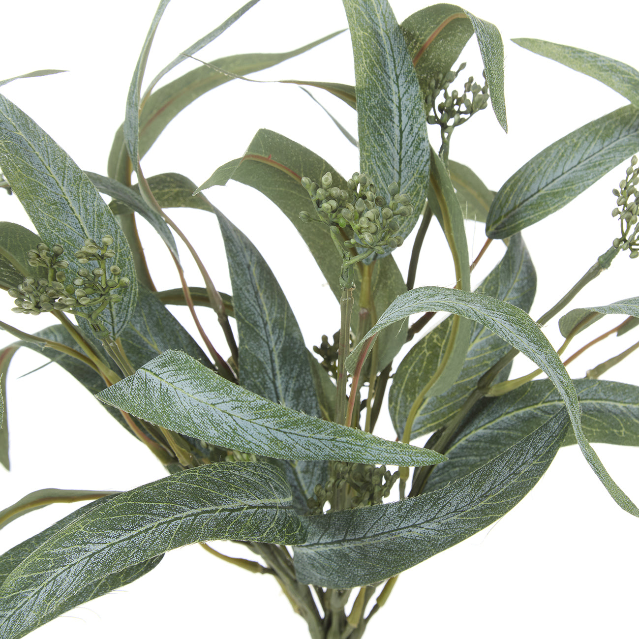 Eucalyptus Seeding Bunch