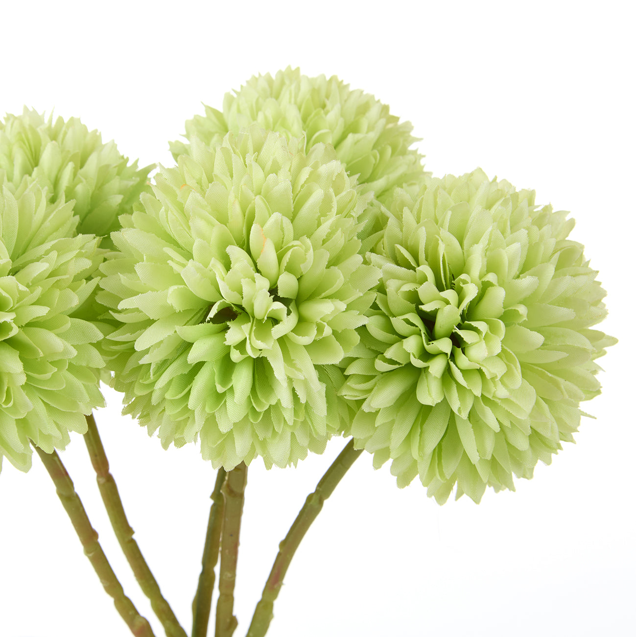 Kiku Bunch Green