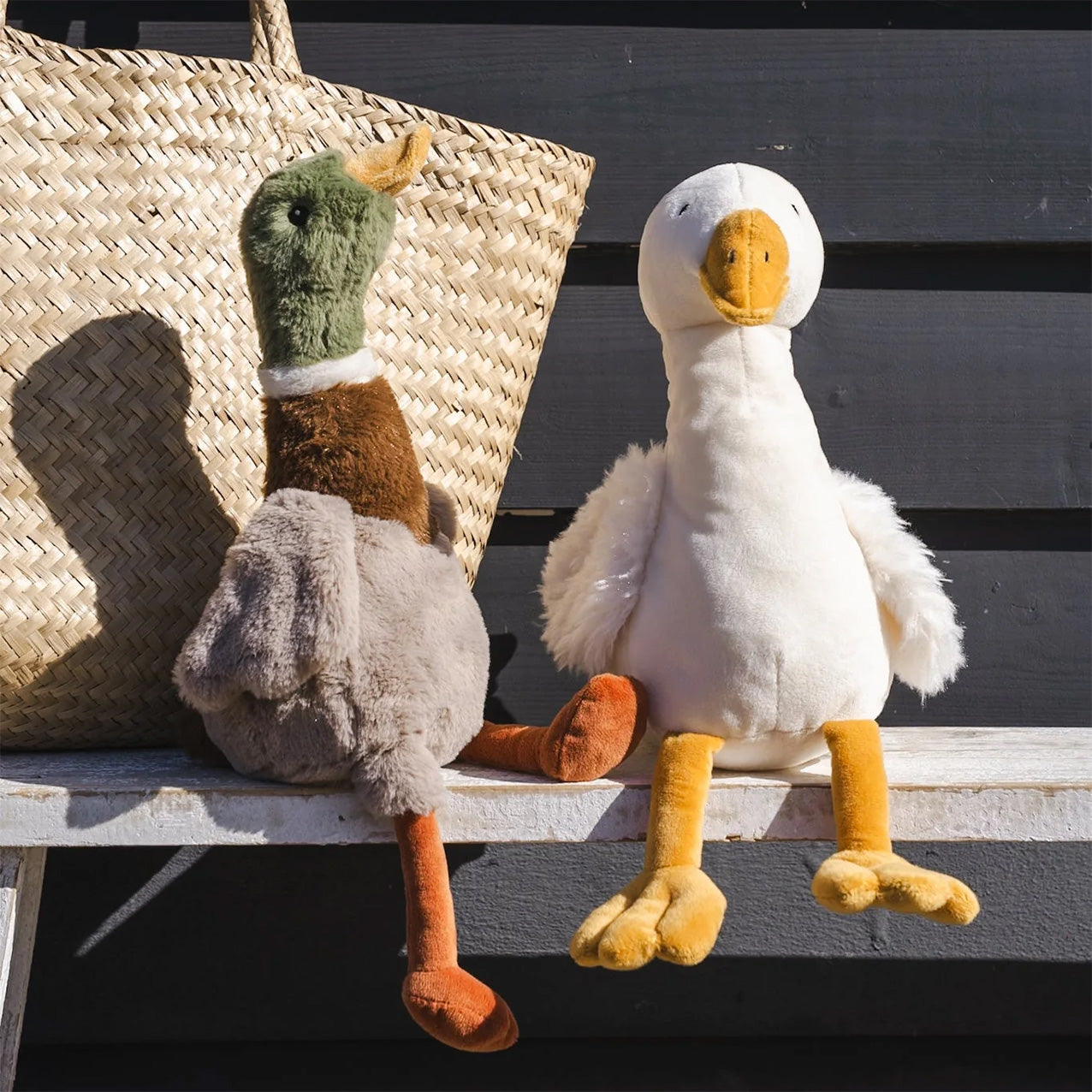 Hugo the Mallard Duck