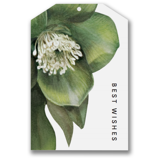 Father Rabbit is proud to present a collection of stunning gift tags. Printed on high quality beautiful paper stock. Each tag measures 6 x 9cm. Each tag comes with string to affix to your gift. Blank on other side.