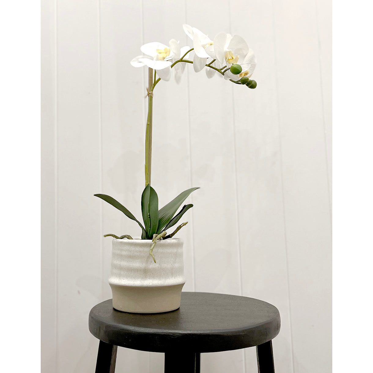 Butterfly Orchid in Ceramic Pot
