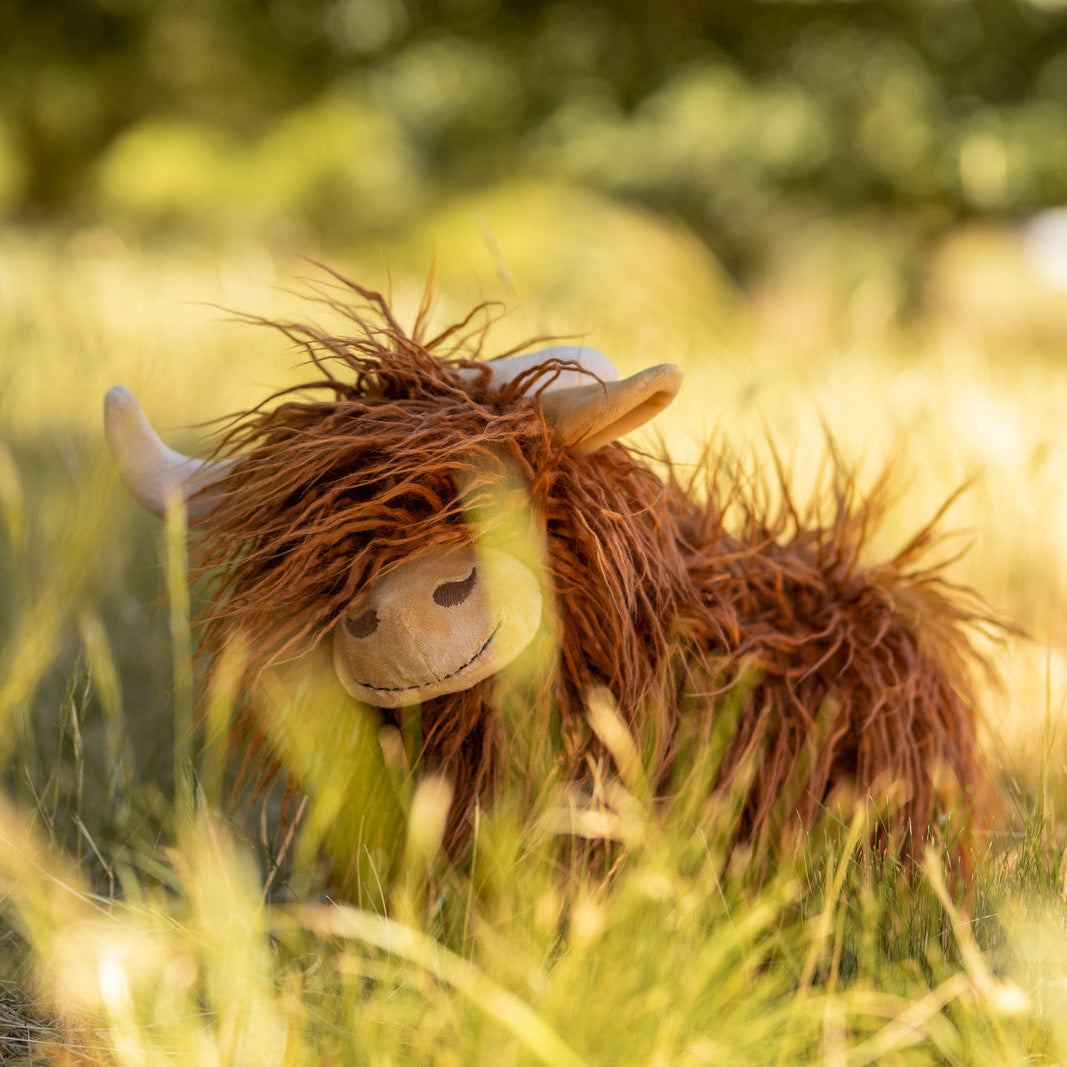 Heidi the Highland Cow