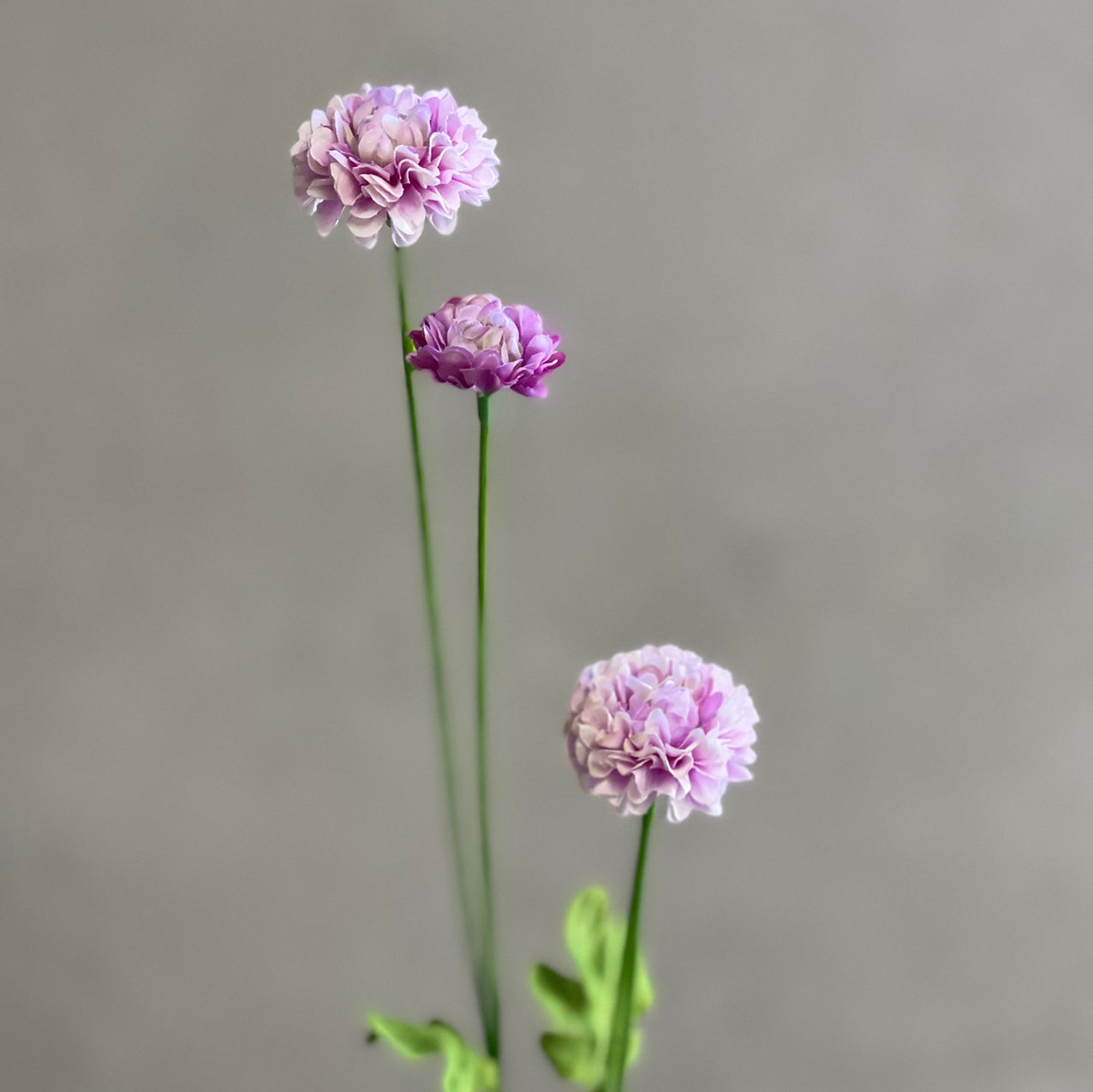 Pom Pom Spray 59cm