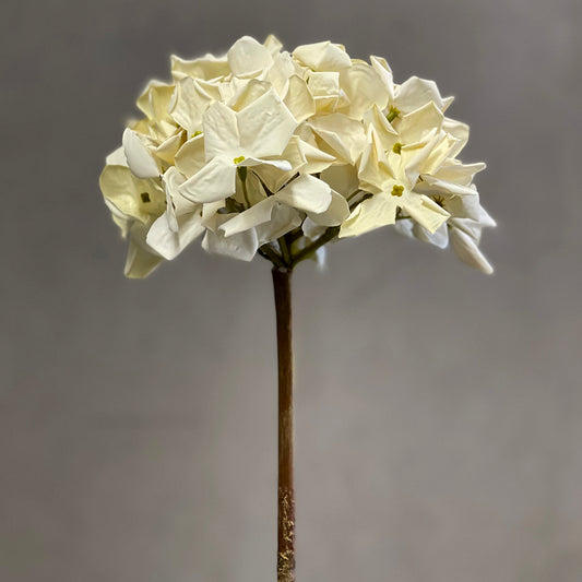 Grandiflora Hydrangea Cream