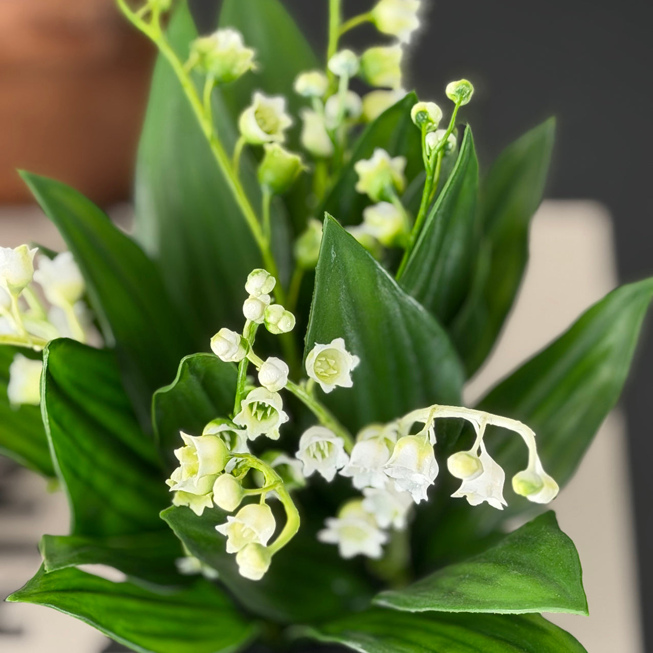 Lilly of the Valley Potted White