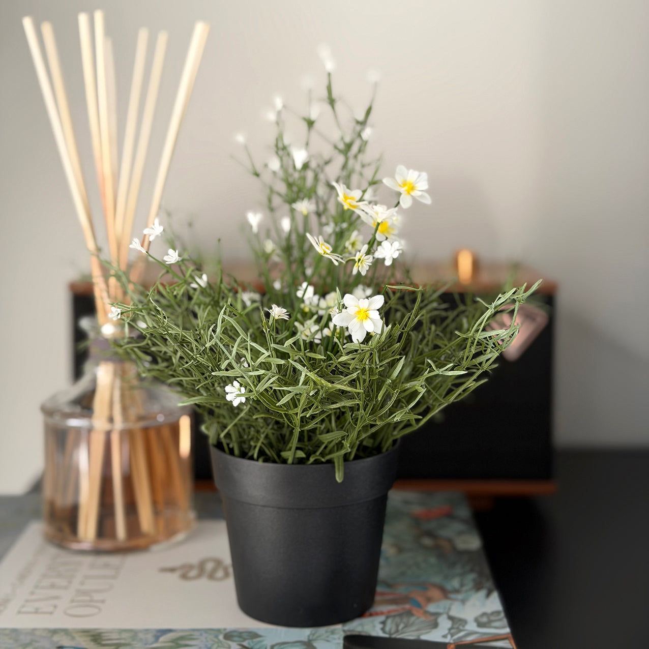 Daisy Wild Flower Potted White