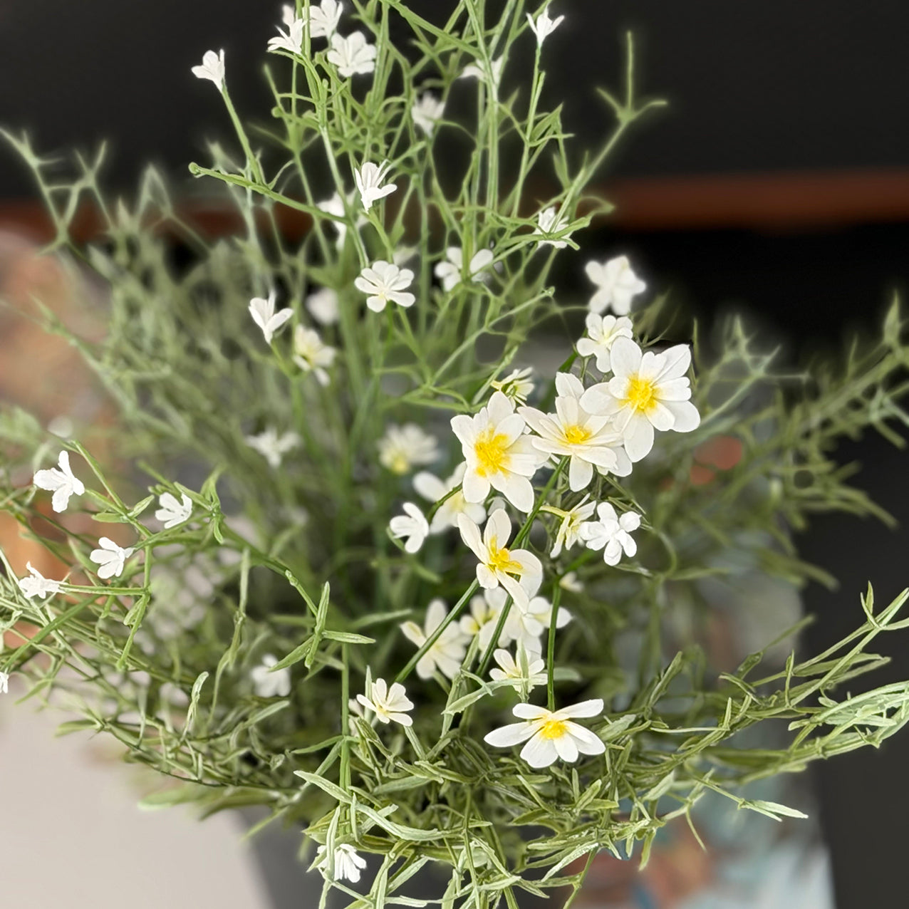 Daisy Wild Flower Potted White