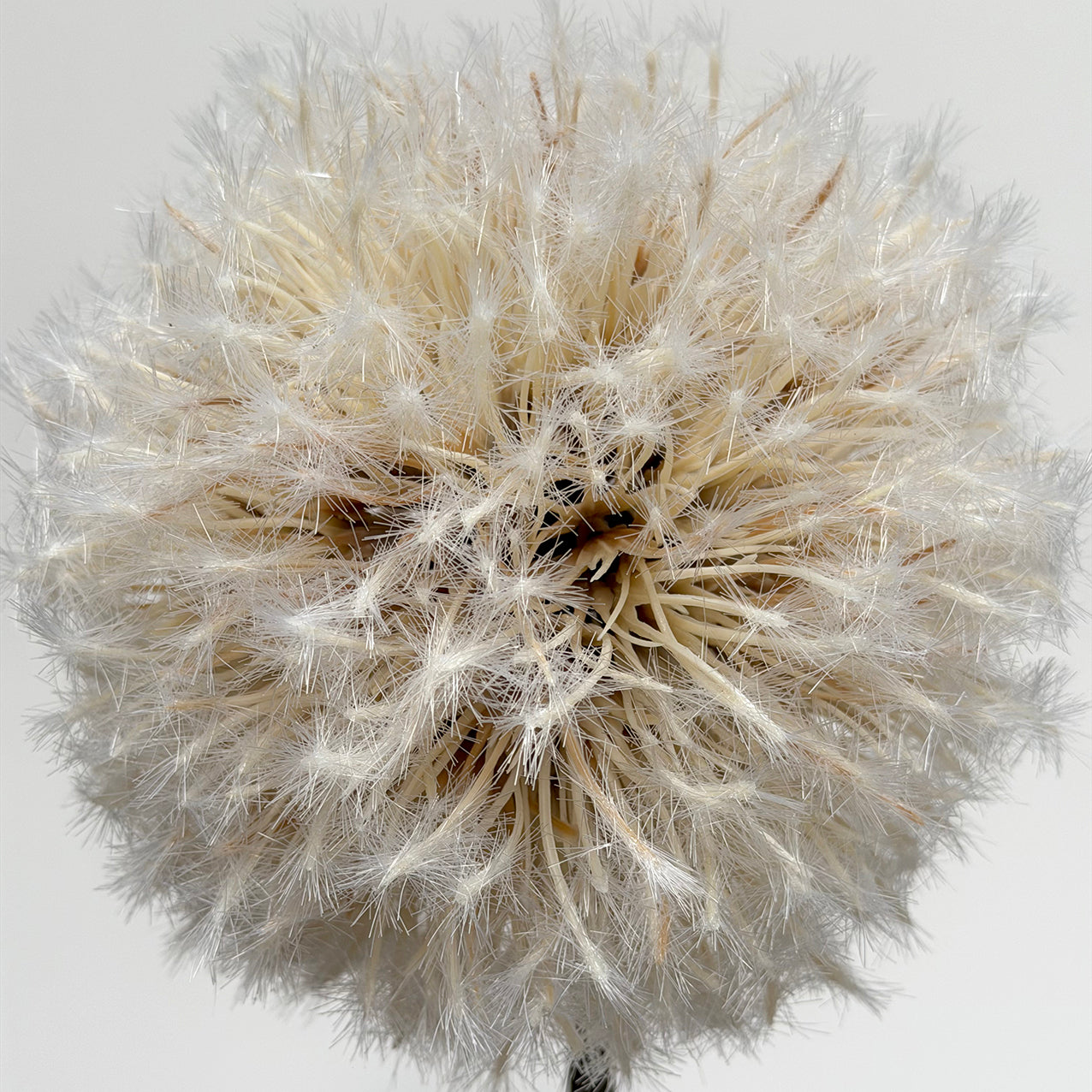 Dandelion Stem Natural 86cm