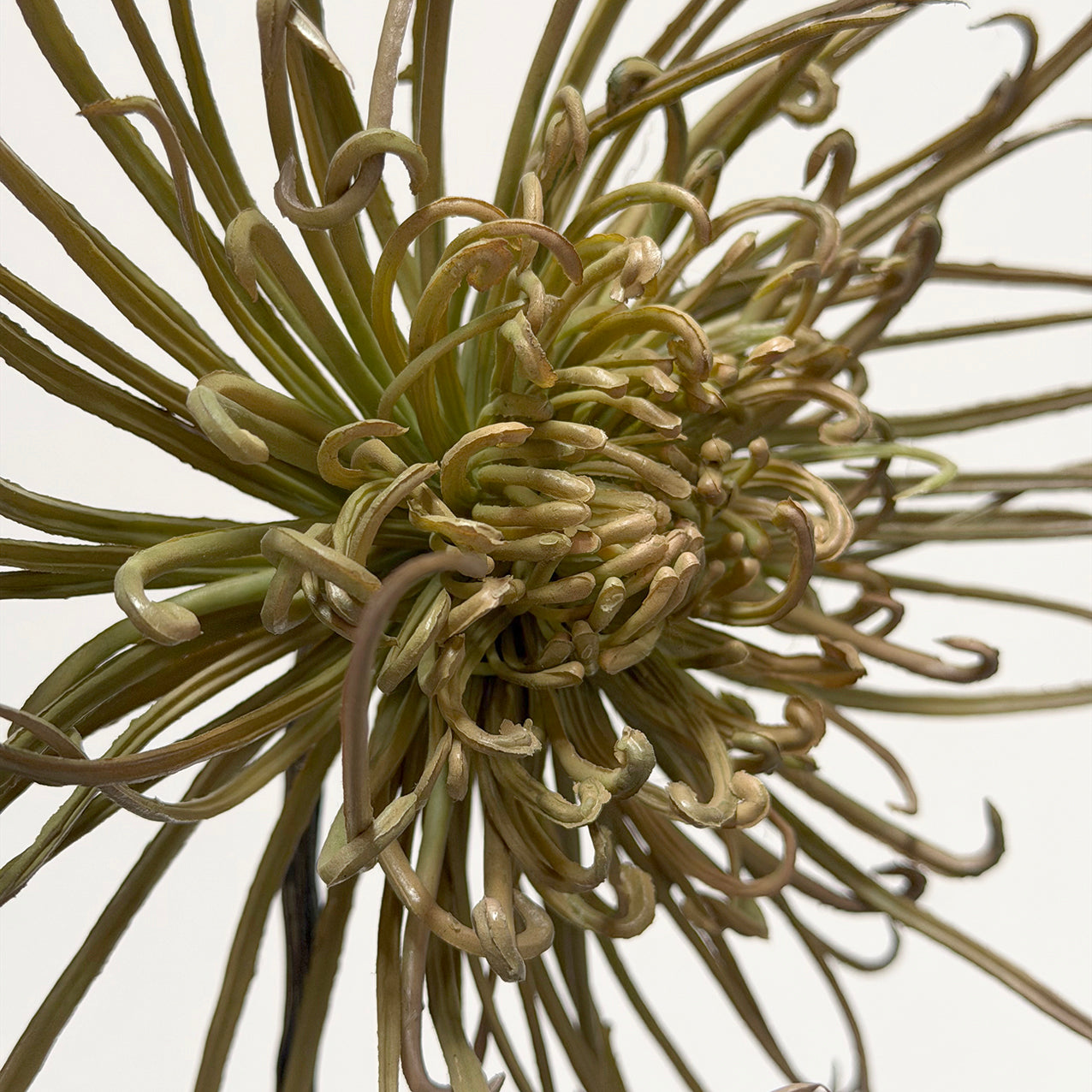 Spider Mum Stem Khaki Green 71cm
