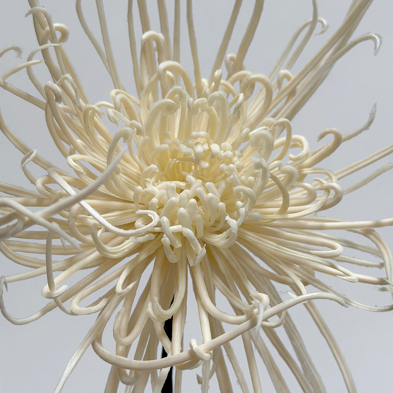 Spider Mum Stem Winter White 71cm