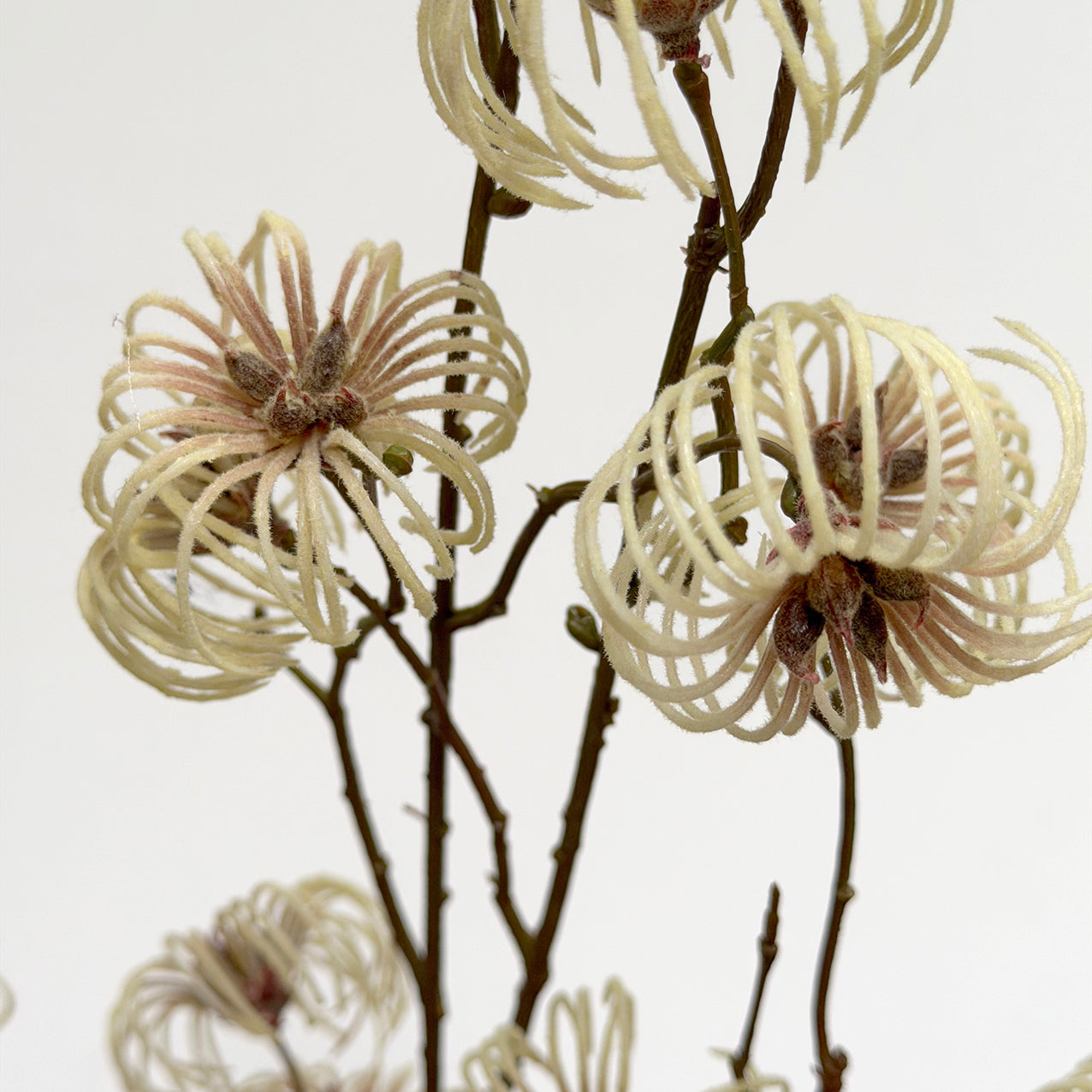 Clematis Seed Pod Spray Cream 94cm