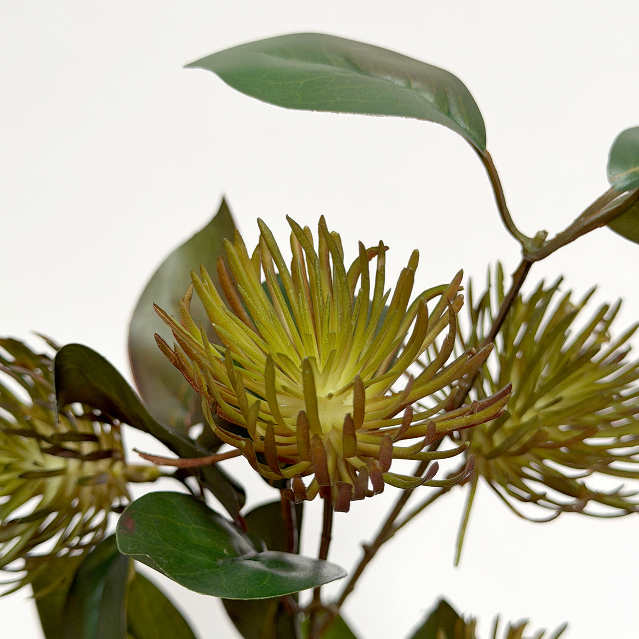 Leucospermum Spray Fall Grey 101cm