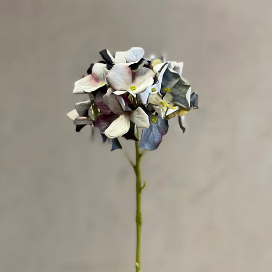 Petite hydrangea Blue/Green