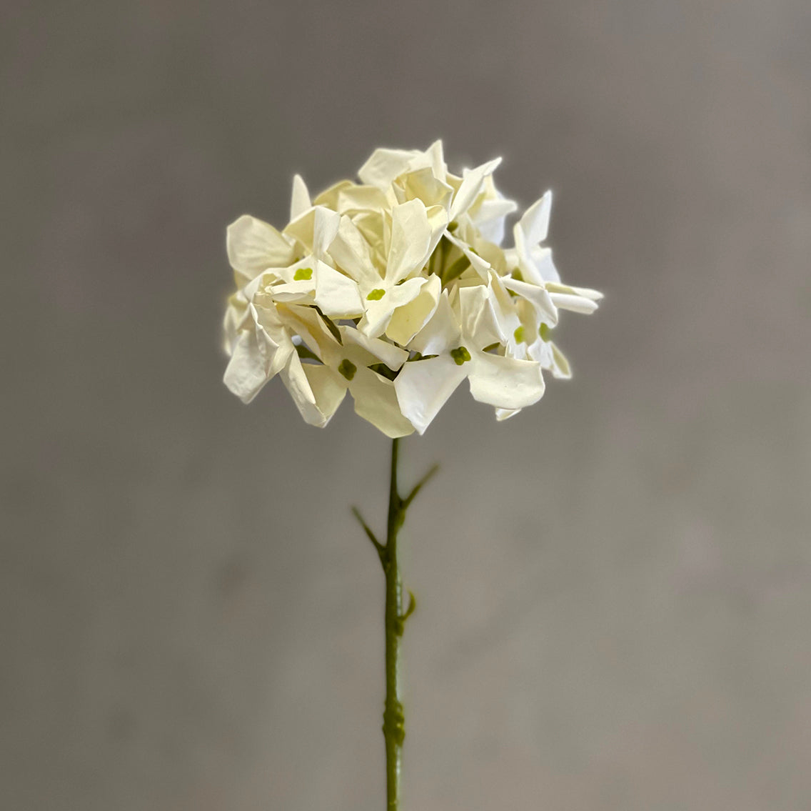 Petite Hydrangea Cream