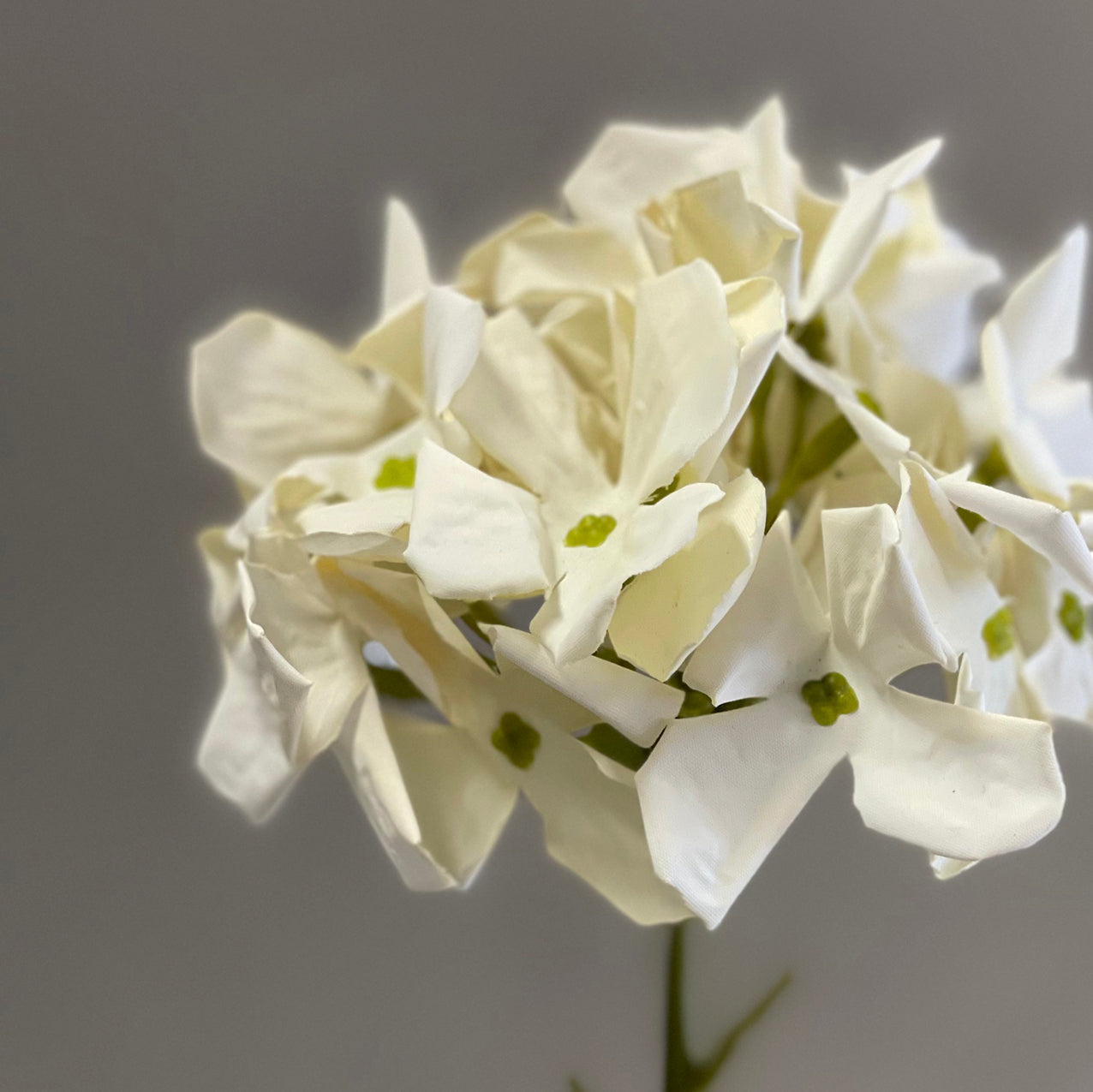 Petite Hydrangea Cream