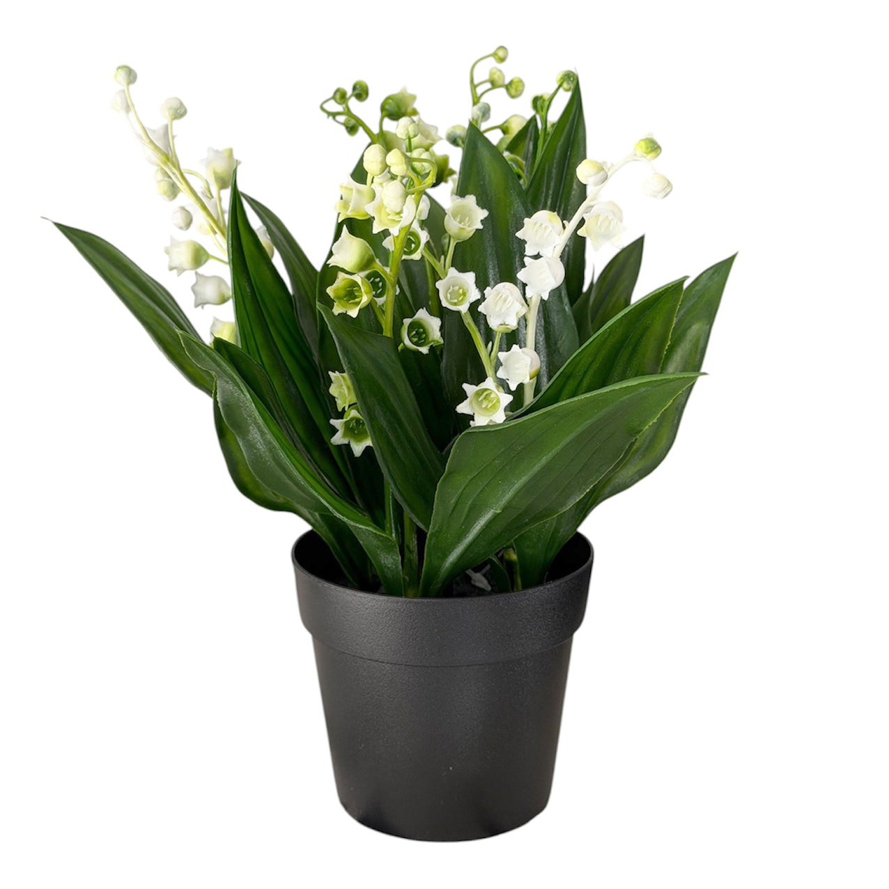 Lilly of the Valley Potted White