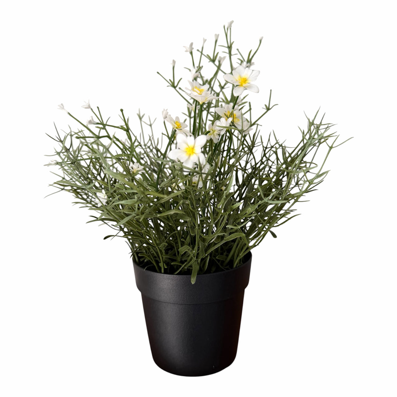 Daisy Wild Flower Potted White