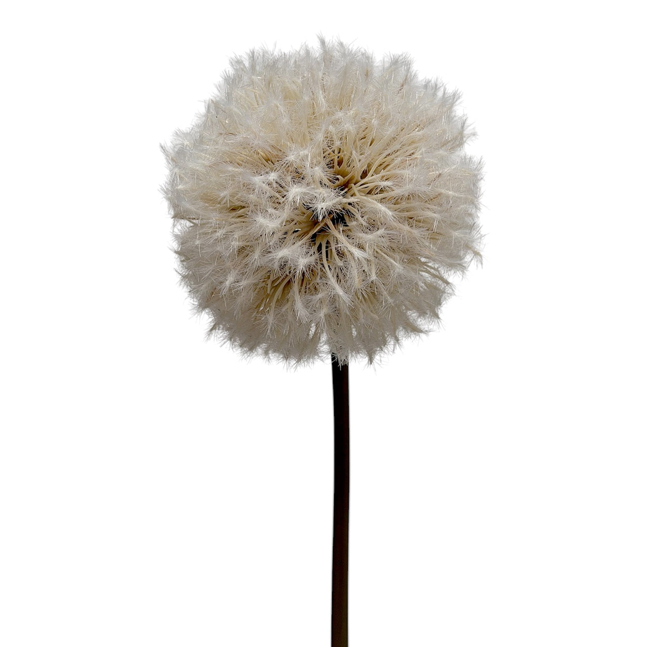 Dandelion Stem Natural 86cm