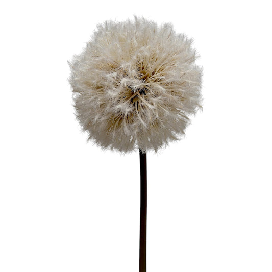 Dandelion Stem Natural 86cm