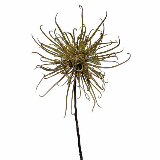 Spider Mum Stem Khaki Green 71cm
