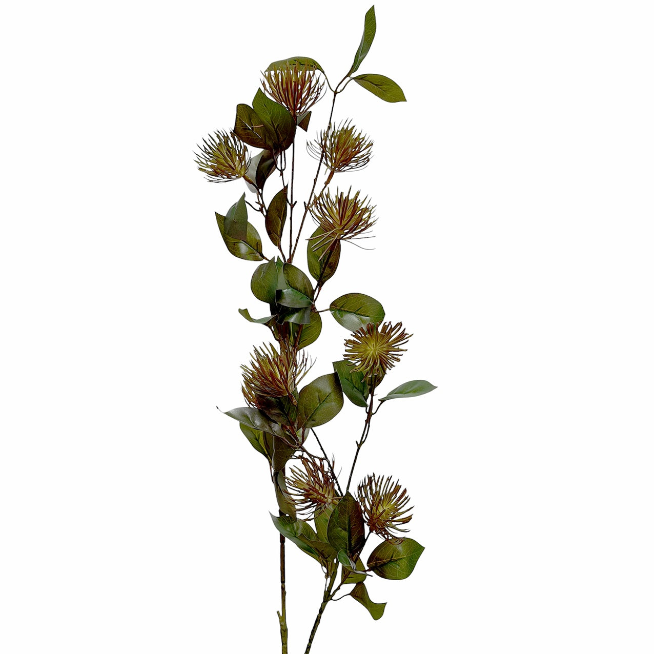 Leucospermum Spray Fall Grey 101cm