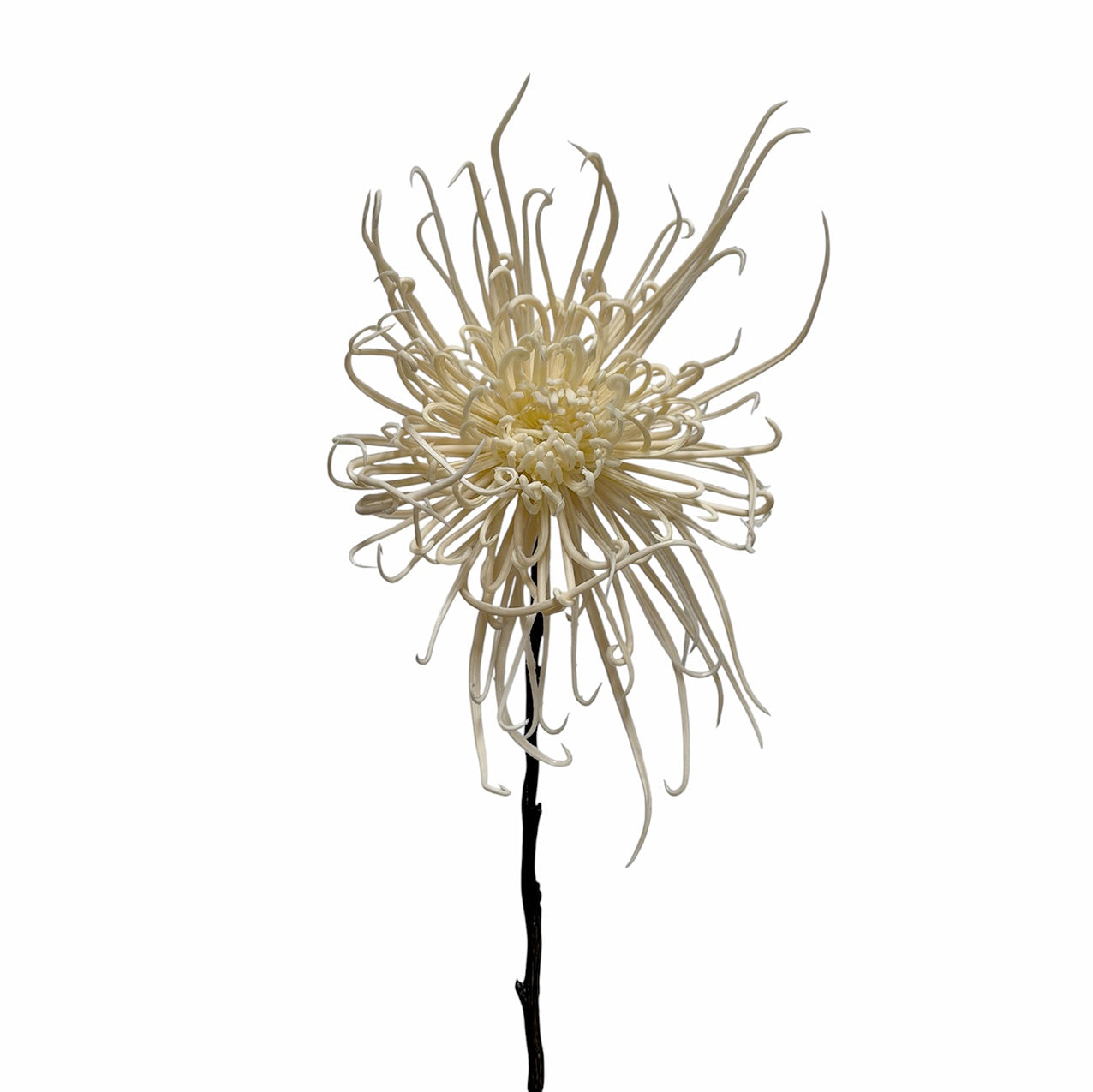 Spider Mum Stem Winter White 71cm