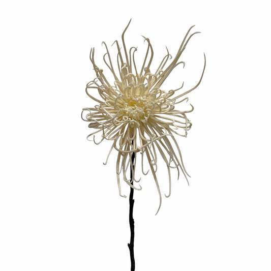 Spider Mum Stem Winter White 71cm