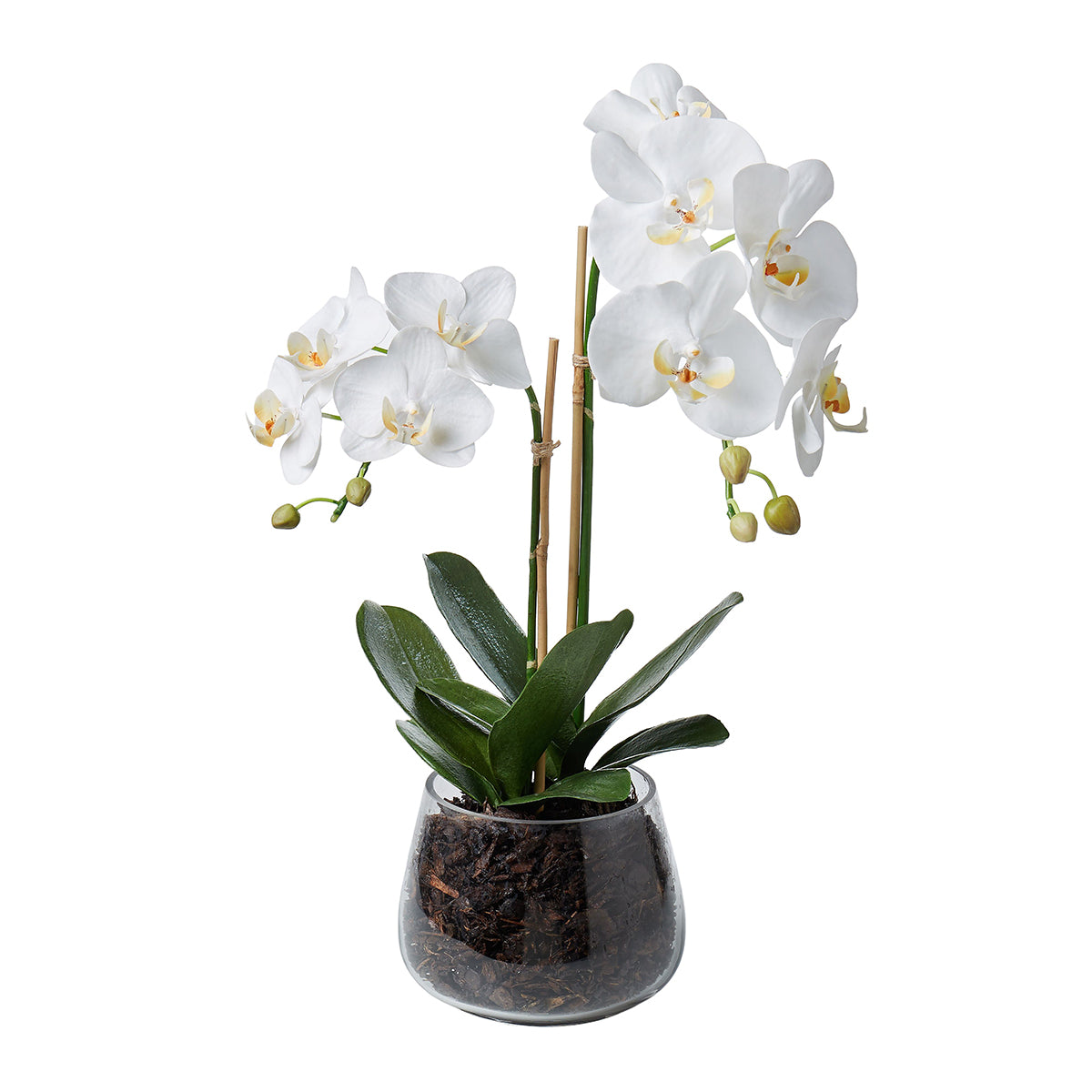 Double Phalaenopsis Round Glass Vase