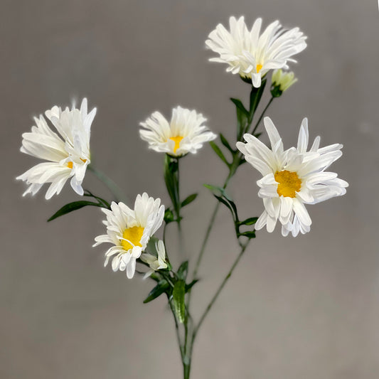 Shasta Daisy