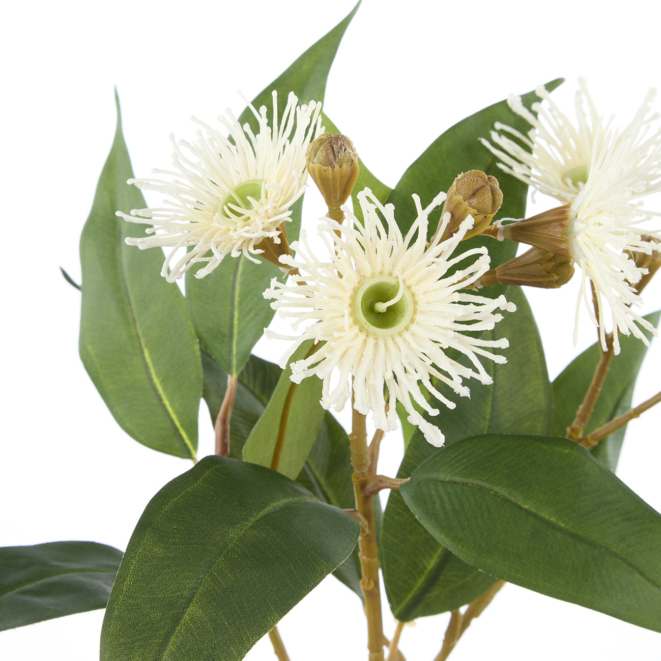 Eucalyptus Flower Spray White