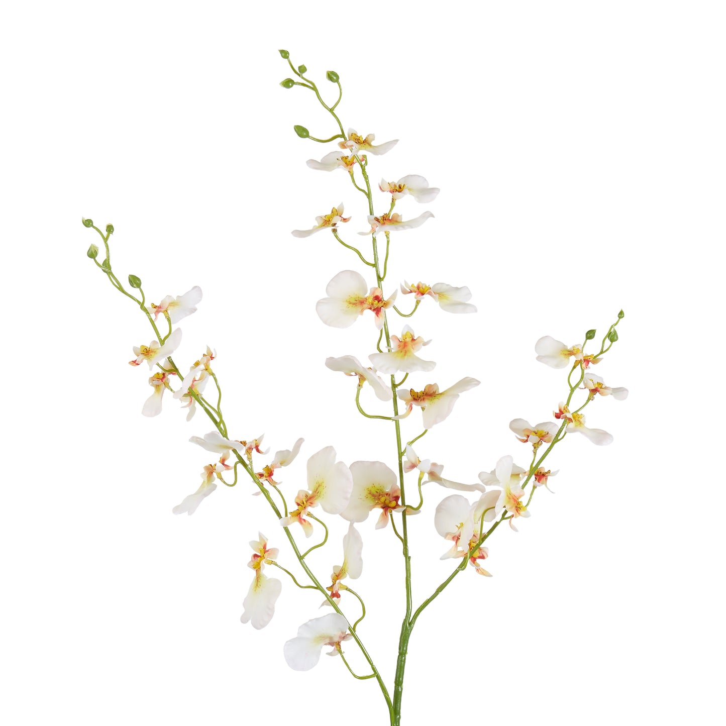 Dancing Orchid 98cm