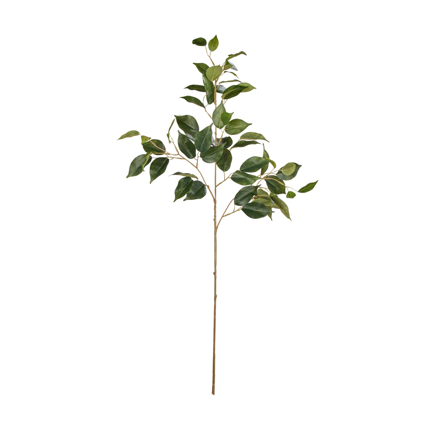 Ficus Spray