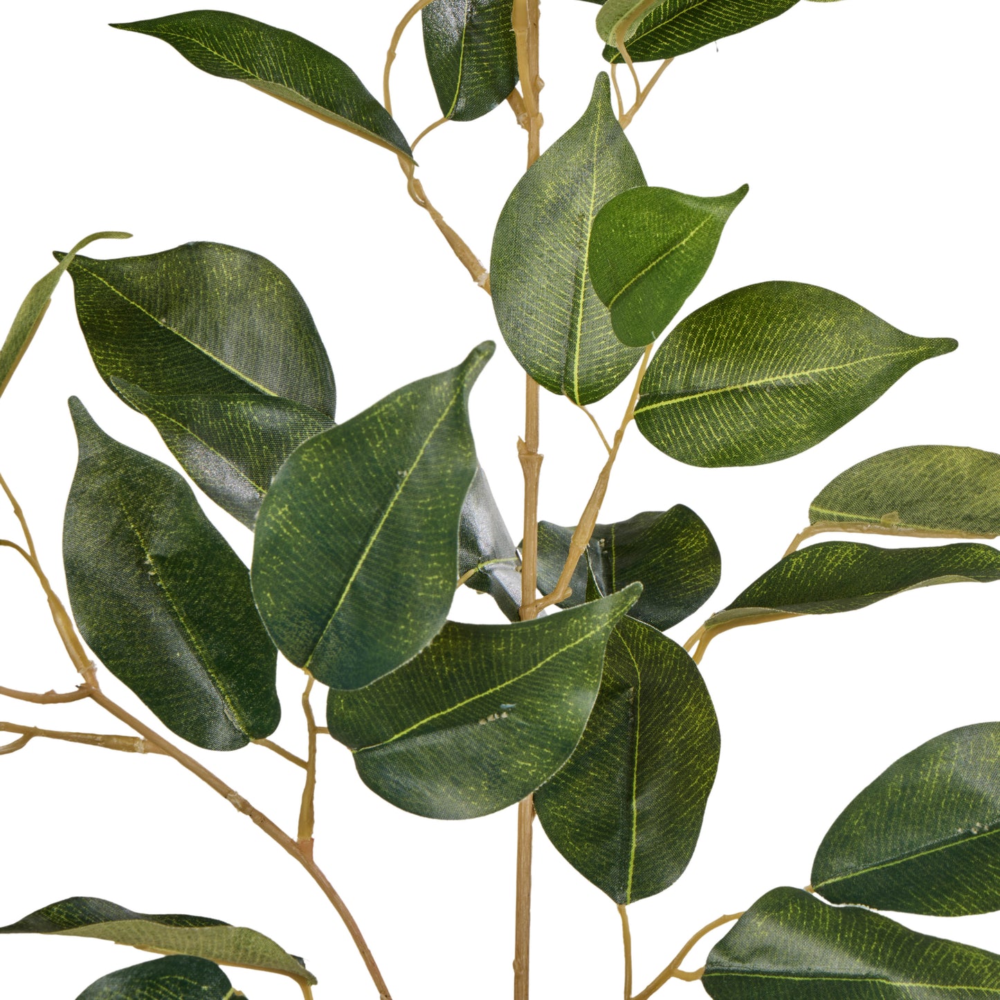 Ficus Spray