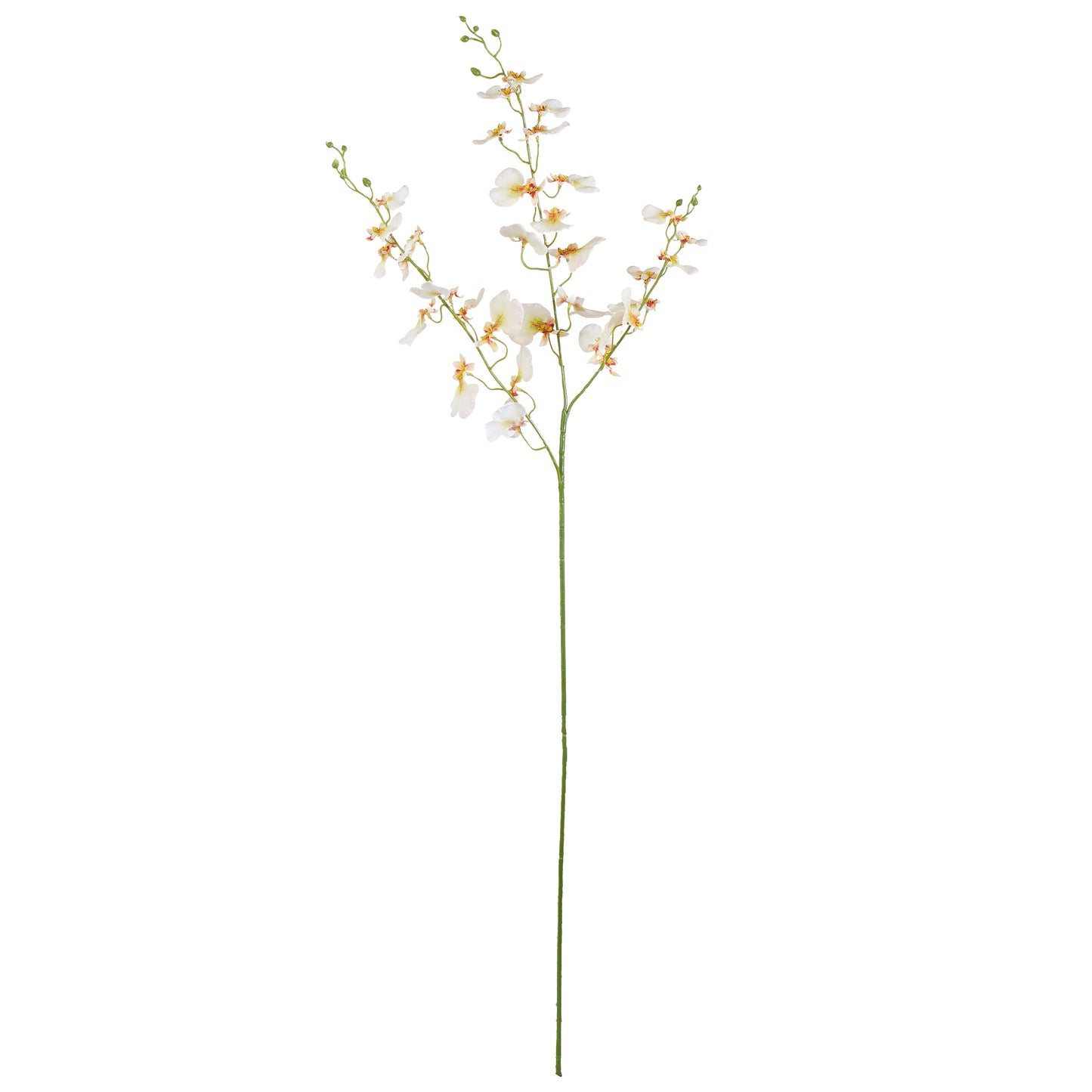 Dancing Orchid 98cm