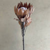 Dried look protea - faux flower