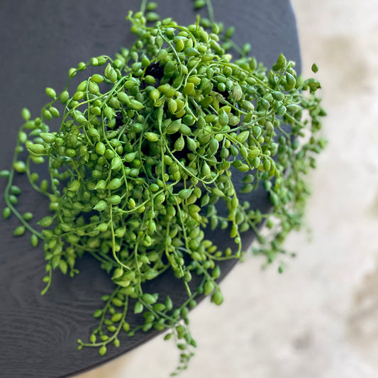 Rogue String of Pearls Potted