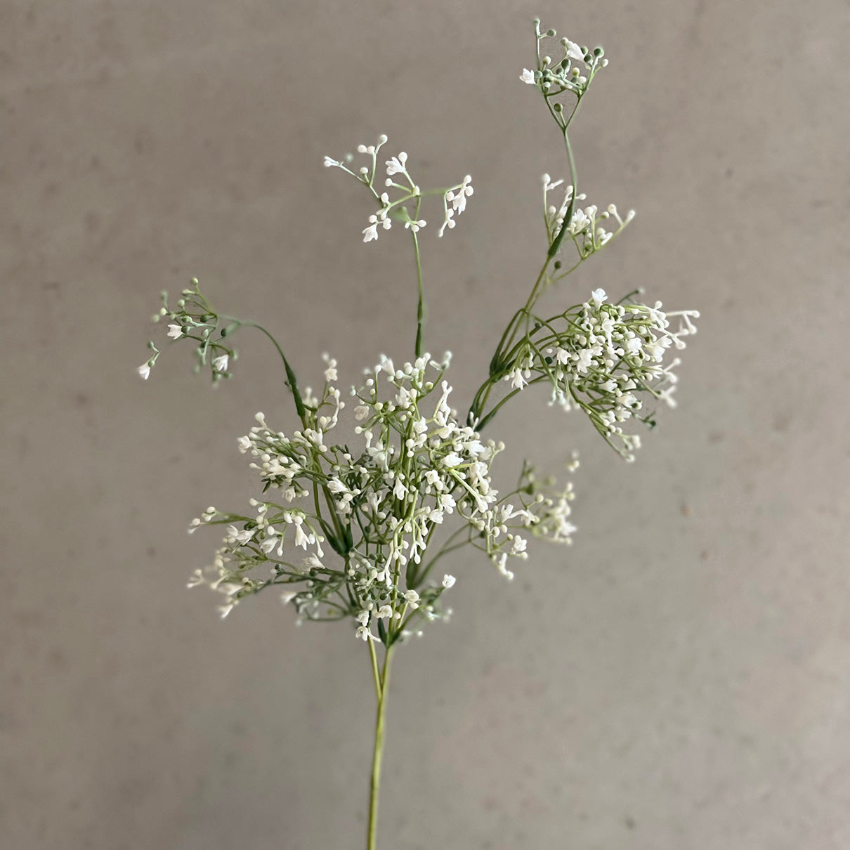 Tall Gypsophila Spray