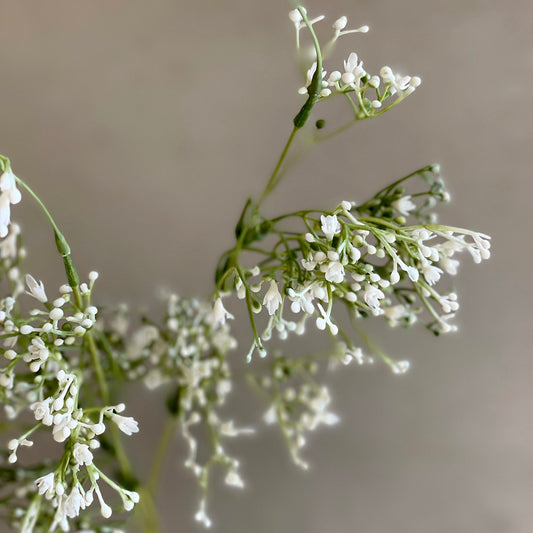 Tall Gypsophila Spray